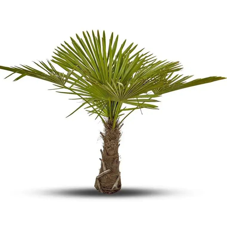 Palmier Trachycarpus Excelsa en pot de 7 L Seulement Aujourd'hui