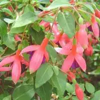 Fuchsia érigé - Le pot de 2,5 litres Petit Prix