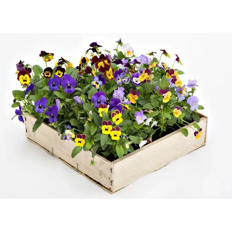 Viola Cornuta - La cagette de 16 mottes. Prix Choc