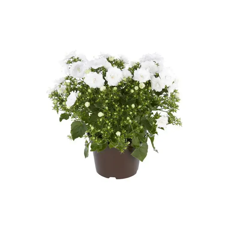 Commander Maintenant Campanula White Wonder - Le pot de 10.5 cm