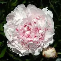 Paeonia Ann Cousins - Le pot de 2 litres Populaire