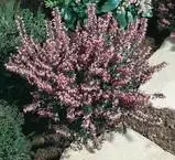Bruyère Erica variée. Le pot de 10 litres Acheter En Ligne