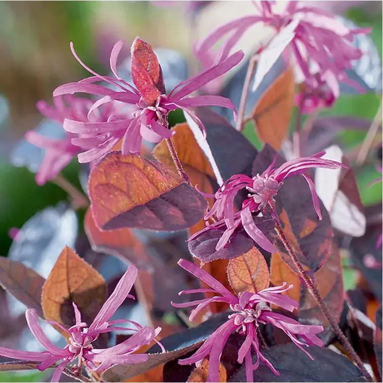 Offre Limitée Loropetalum chinensis fire dance en pot de 3 litres