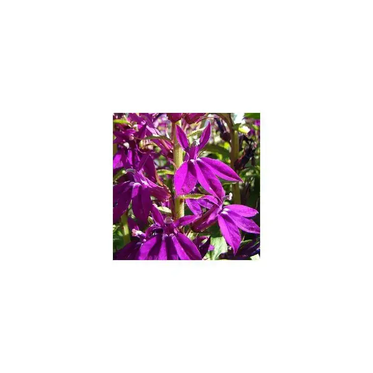 Prix Choc Lobélia Speciosa Hadsen Purple - Le pot de 3 litres