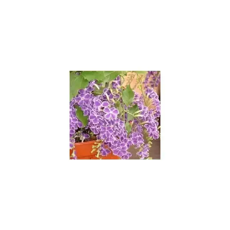 Duranta - Le pot de 3 litres Commander Maintenant