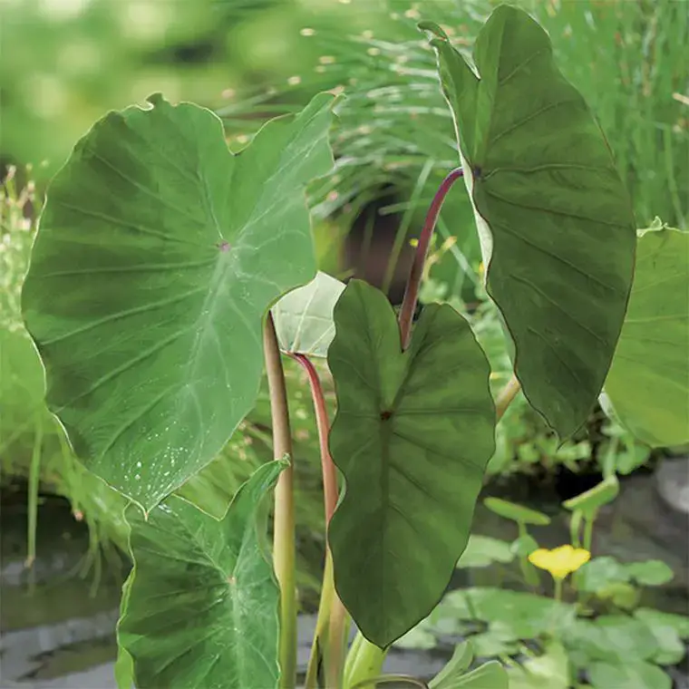 Haute Qualité Colocasia pot de 3 litres