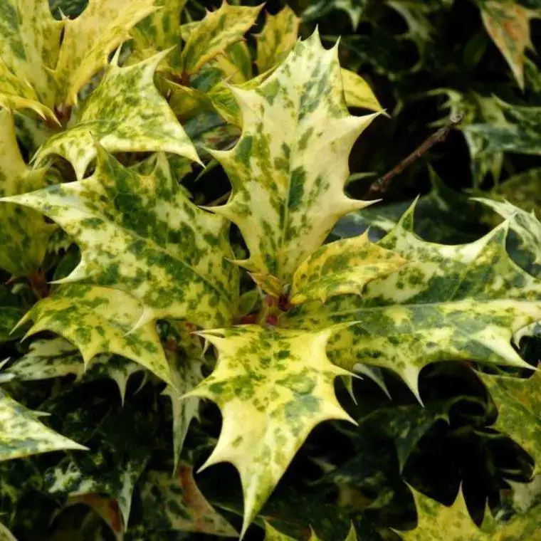 Satisfait Ou Remboursé Osmanthus Burkwoodii ou Faux houx 80/100 cm en pot de 7,5 L