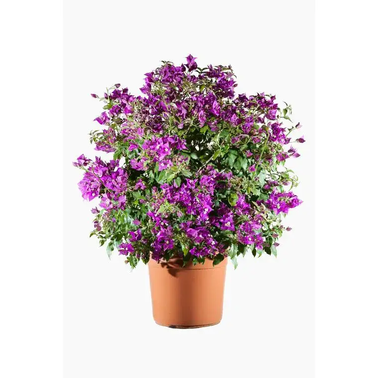 Nouvel Arrivage Bougainvillier Varié Boule – Pot de 3L
