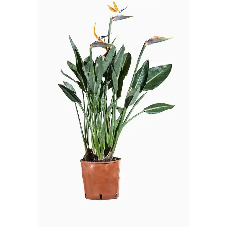 Strelitzia Reginae ou Oiseau du Paradis orange en pot déco de 9 L Achat Immédiat