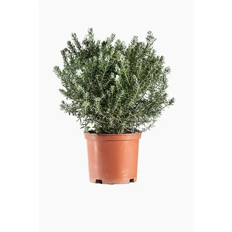 Promotion Westringia Fructicosa ou Romarin d’Australie en pot de 3 L