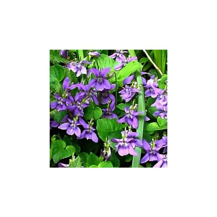 Retour Gratuit violette Odorante bleue - Le pot de 1 litre