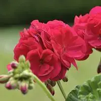 Géranium zonale - Le pack de 6 plants Nouveauté