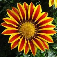 Gazania. Le pack de 6 plants Acheter En Ligne