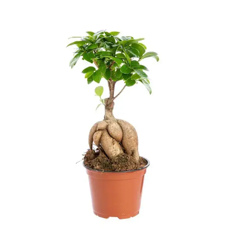 Ficus Ginseng pot Ø12xH20 cm Promotion Saisonnière
