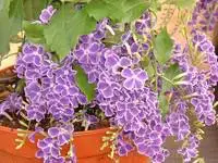 Duranta Repens - Le pot de 3 litres Achat Immédiat