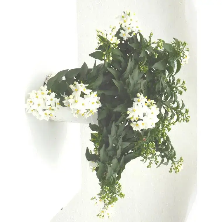 Solanum faux jasmin - Le pot de 1 litre Expédition Rapide
