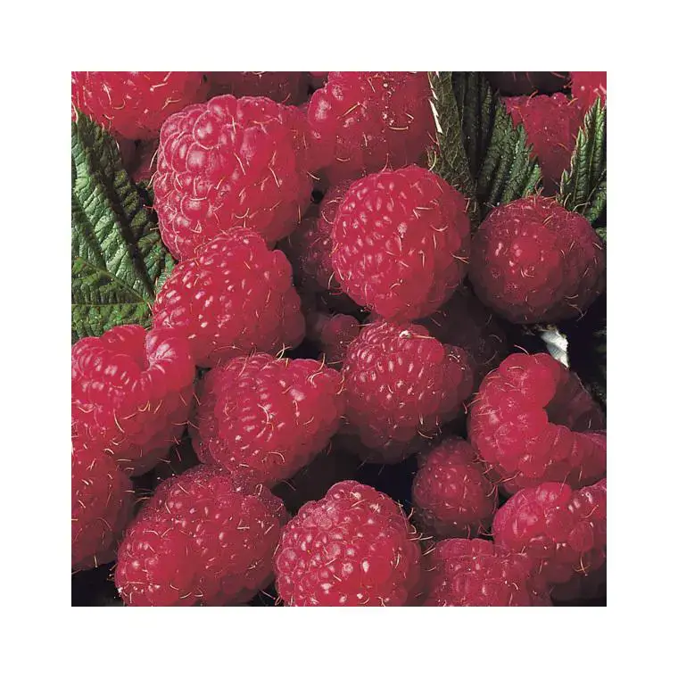 Achetez Aujourd'hui Framboisier Magnific Delbard® Bio. Le pot de 2 litres