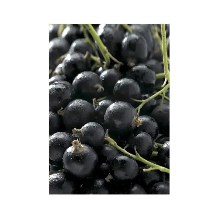 Cassissier Delbard Robusta®. Le pot de 5 litres Meilleure Vente