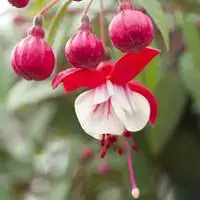 Fuchsia érigé - Le pot de 6 litres Petit Prix