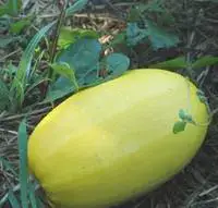 Prix Réduit Courge Spaghetti Vegetal Bio. La barquette de 3 plants