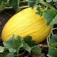 Must-Have Melon Jaune Bio. La barquette de 6 plants