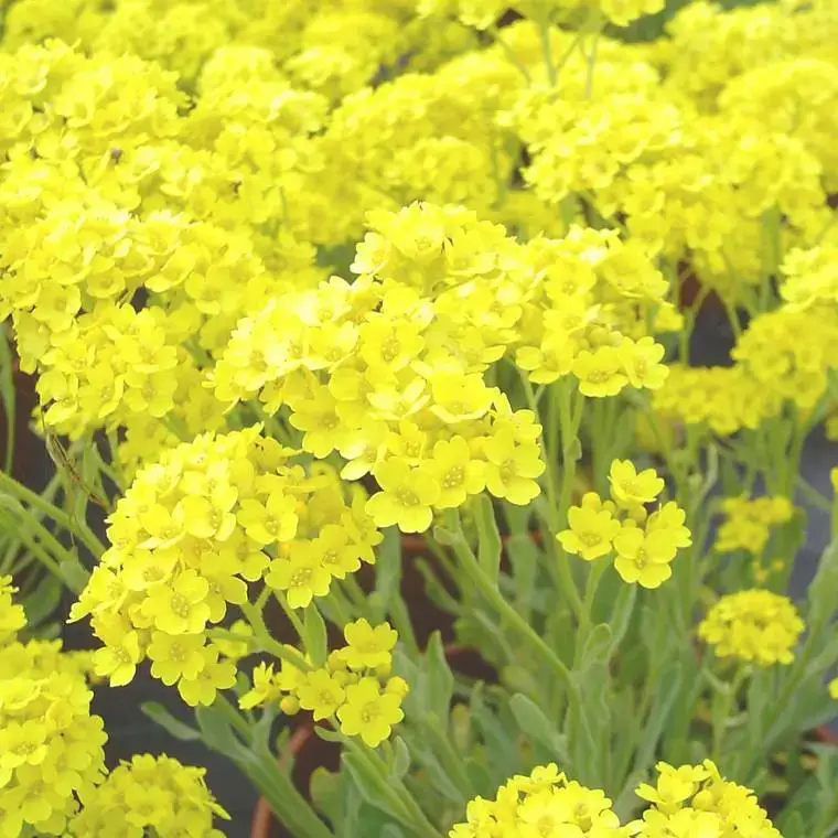 Alysse ou corbeille d'or. La barquette de 6 plants Certifié