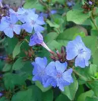 Ceratostigma (Dentelaire ou Plumbago de Chine) à fleurs bleues - Le pot de 0,5 litre Marque
