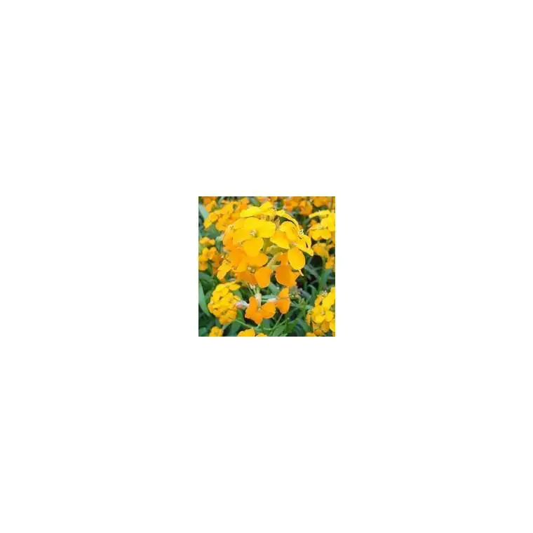 Erysimum - Le pot de 10,5 cm Nouveauté