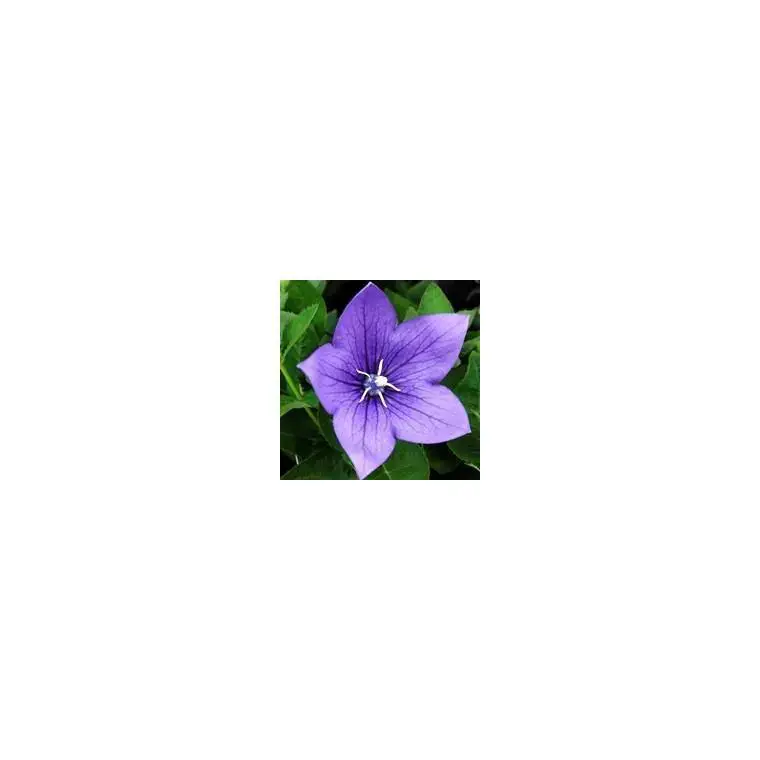 Remise Platycodon Grandiflorus - Le pot de 10,5 cm