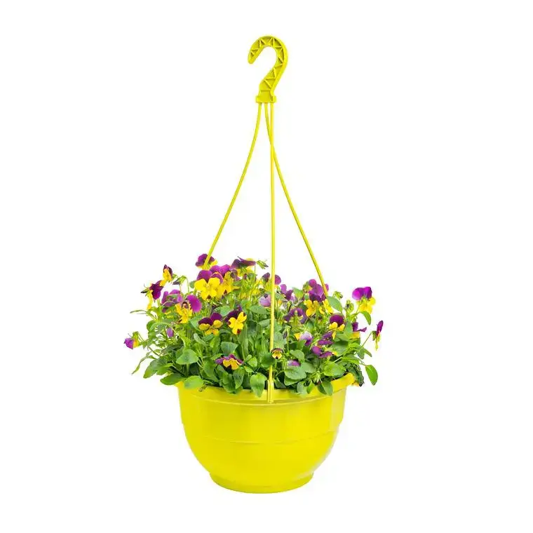Viola Cornuta. La suspension de 21 à 25cm Populaire
