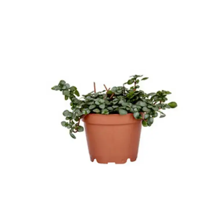 Acheter En Ligne Pilea Glauca Greyzy en pot Ø 6 cm