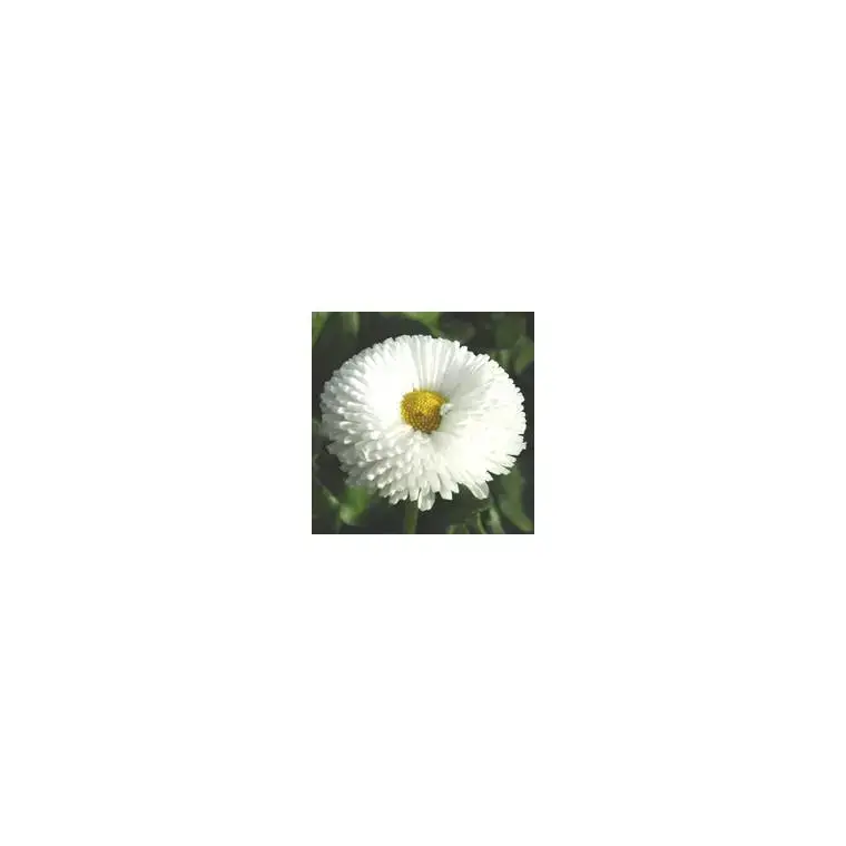 Certifié Pâquerette - La jardinière