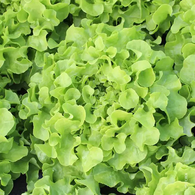 Laitue Feuille De Chene Verte Bio. La barquette de 12 plants Populaire