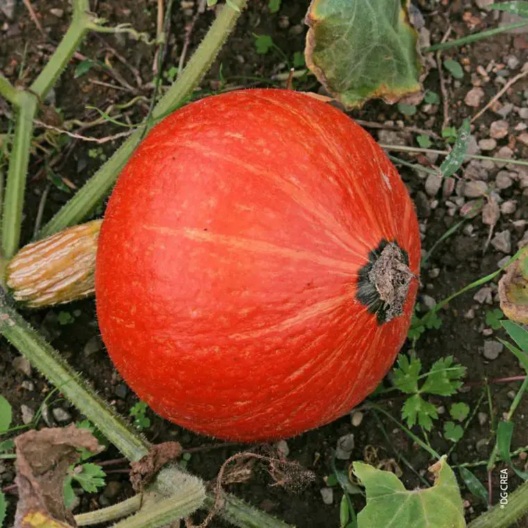Affaire À Saisir Potimarron Uchiki Kuri Bio. Le pot de 10,5 cm