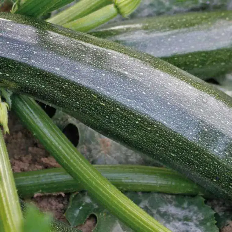 Courgette Black Beauty Bio. Le pot de 10,5 cm Prix Réduit
