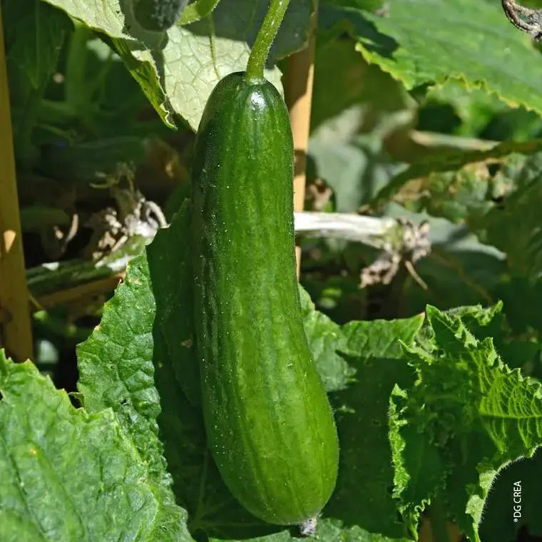Satisfait Ou Remboursé Concombre Tanja Bio. Le pot de 10,5 cm