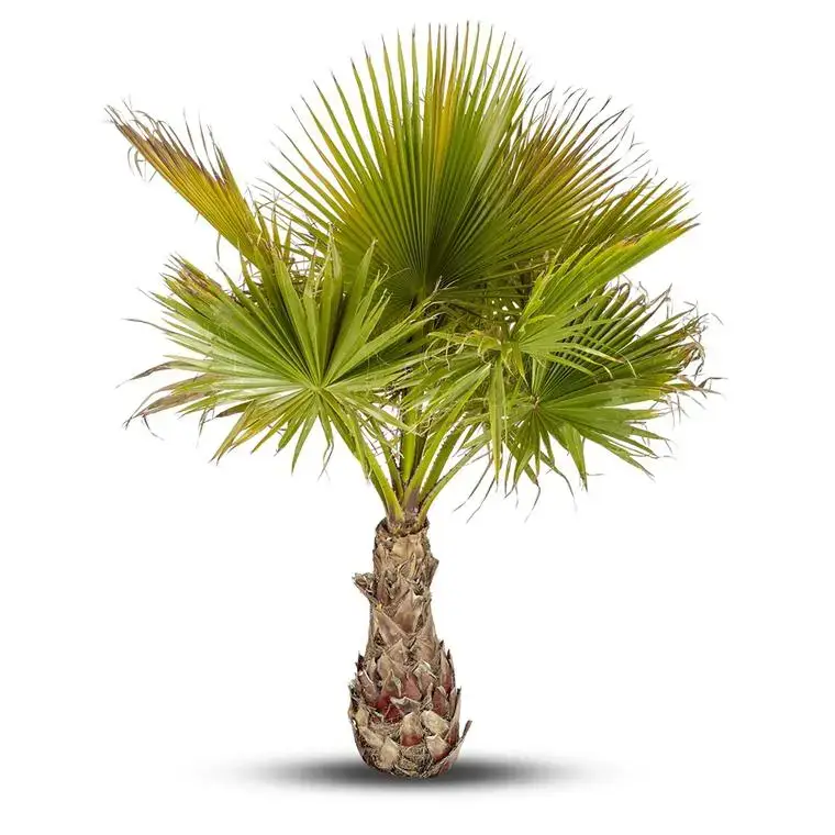 Washingtonia Robusta ou Palmier du Mexique 100/125 cm en pot de 110 L Promotion Saisonnière