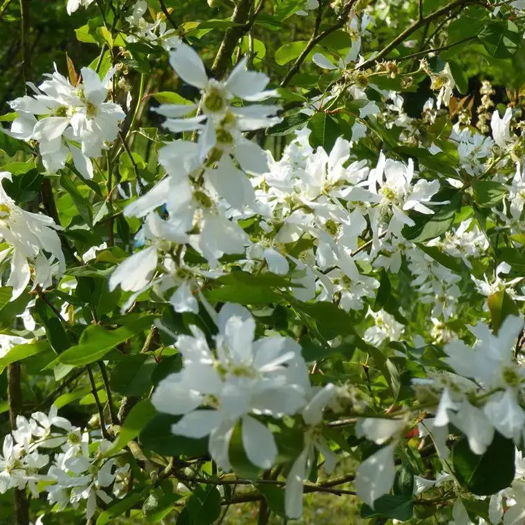 Magnolia étoilé 1/2 tige (Stellata) blanc. Le pot de 18 litres Nouvel Arrivage