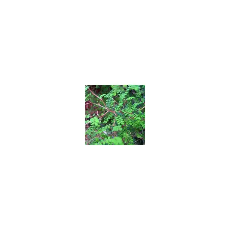 Petit Prix Sophora Pros.Little Baby - Le pot de 10.5 cm