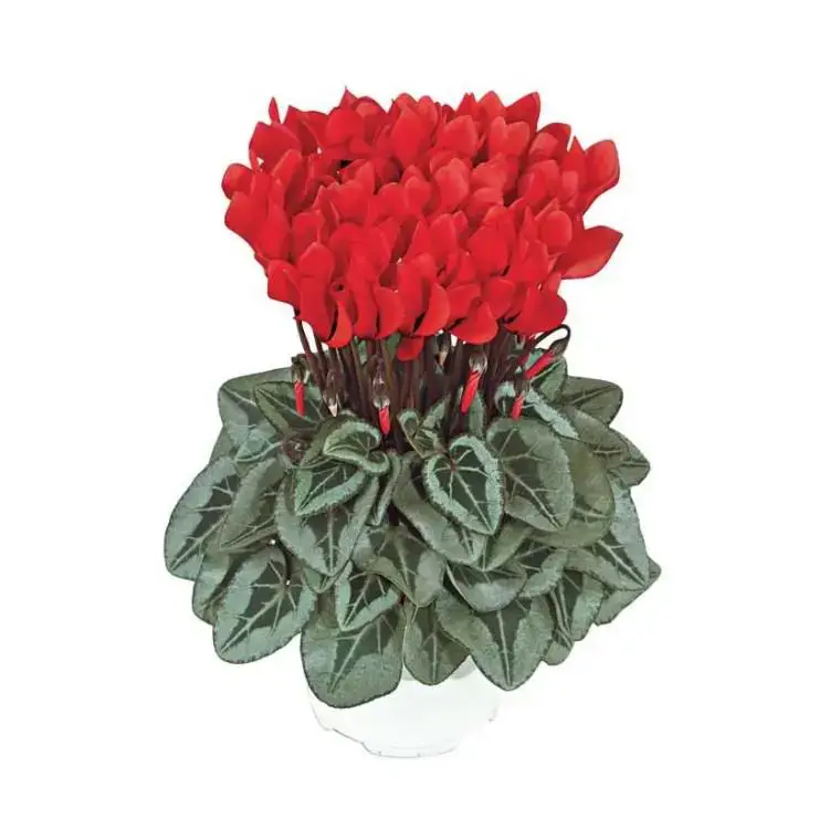 Prix Réduit Mini Cyclamen de collection - Le pot de 10,5 cm