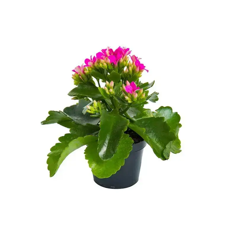 Solde Kalanchoé Calandiva à fleurs doubles plante baby en pot Ø 6 cm