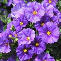 Soldes Solanum Rantonnetii - Le pot de 4 litres