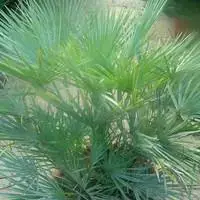 Chamaerops Humilis Ceracifera ou Palmier nain en pot de 17 cm Vente Directe