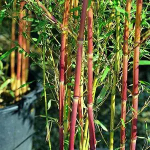 Bambou Aureosulcata Spectabilis 150/200 cm en pot de 18 L Jusqu'à Épuisement Des Stocks