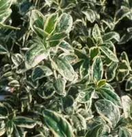 Nouvelle Collection Euonymus Japonicus Microphyllus panaché. Le pot de 1 litre