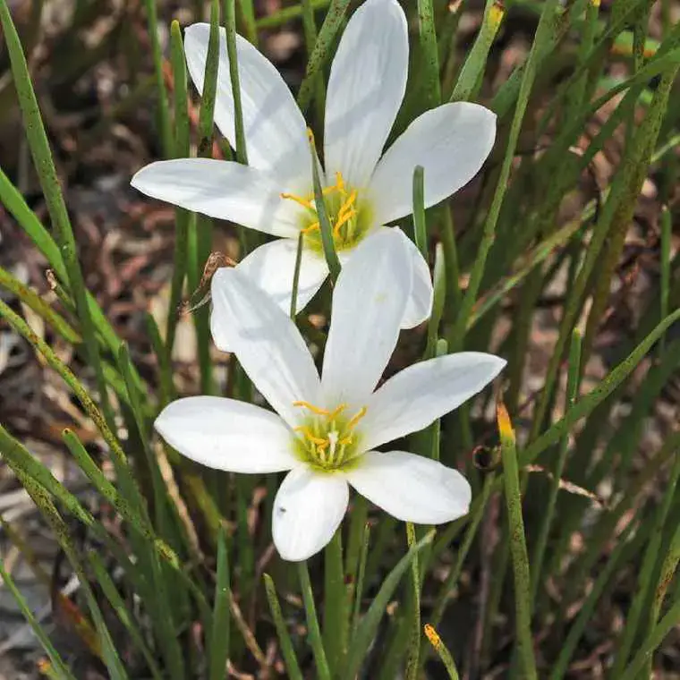 Crocus du Brésil godet 9x9 cm Meilleur Prix