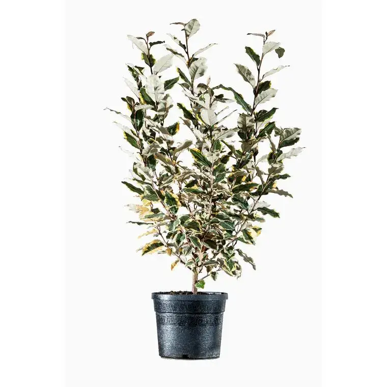 Populaire Elaeagnus Ebbingei Limelight Jaune 40/60 cm en pot de 3 L
