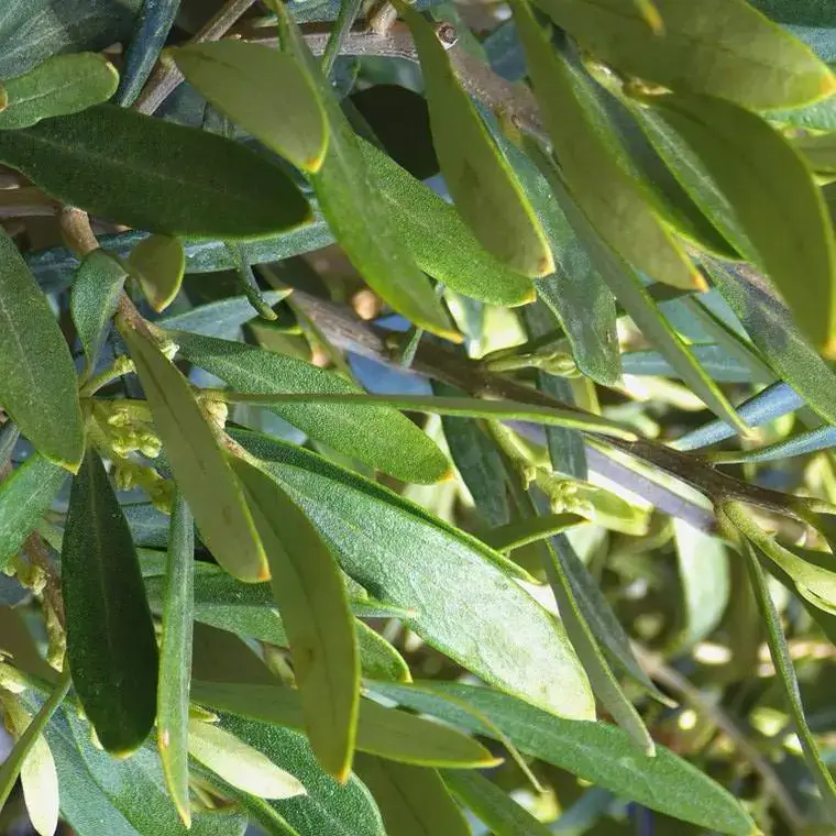 Seulement Aujourd'hui Olea Europaea ou Olivier. Le pot de 5 litres, forme ¼ Tige