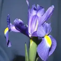 Iris Bulbeux - La coupe de 12 cm Meilleur Prix