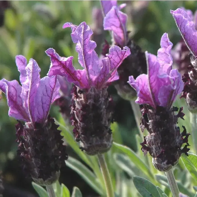 Lavande papillon - Le pot de 1 litre Jusqu'à Épuisement Des Stocks